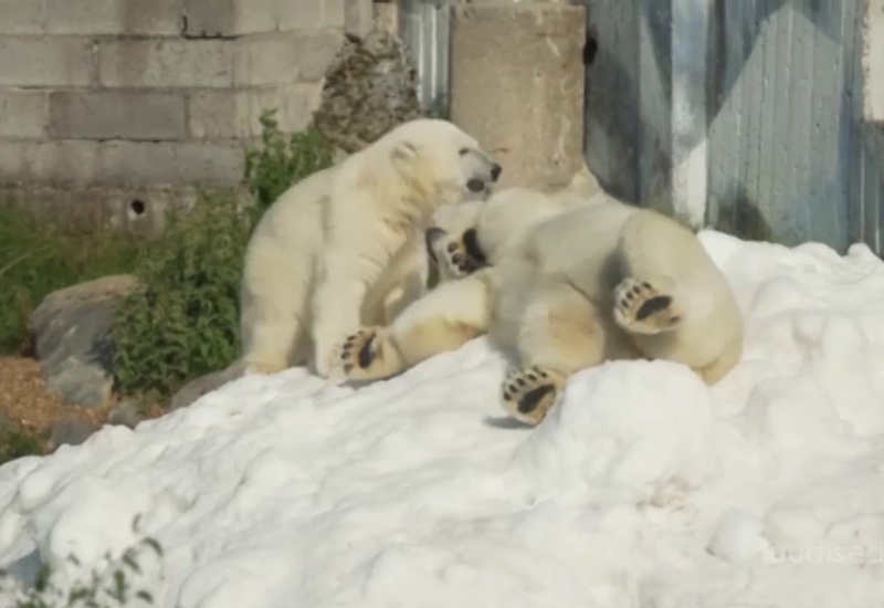 VIDEO! Nunnuhoiatus! Lõuna-Lapimaa loomaaed kostitas kuumal suvepäeval jääkarusid lumekoormatega