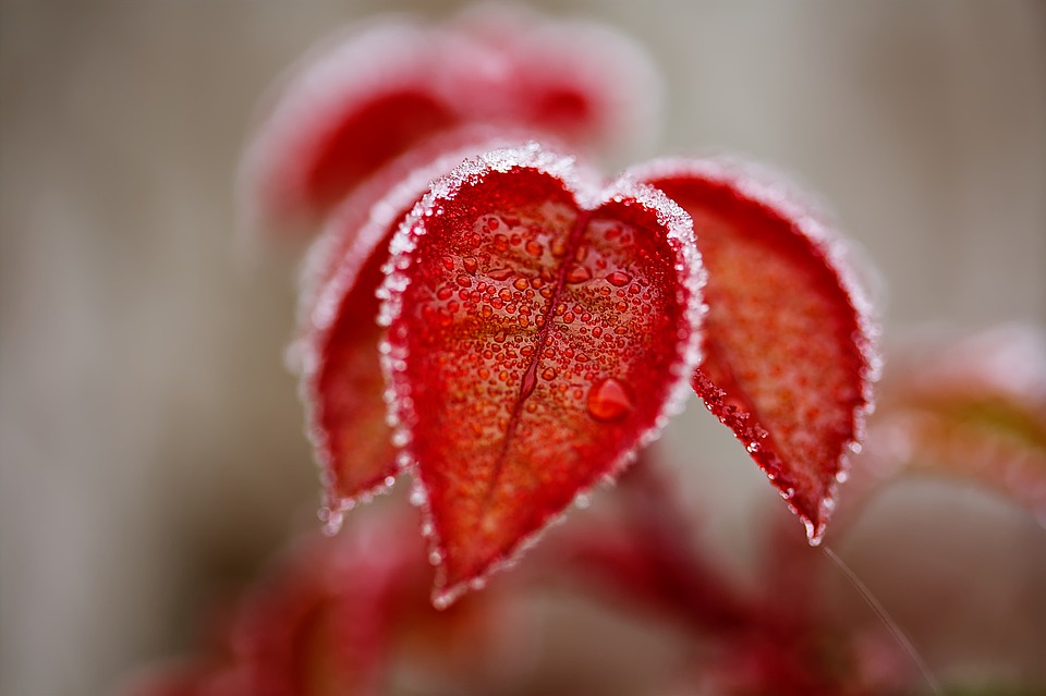 süda-lillepisar-loodus-pixabay