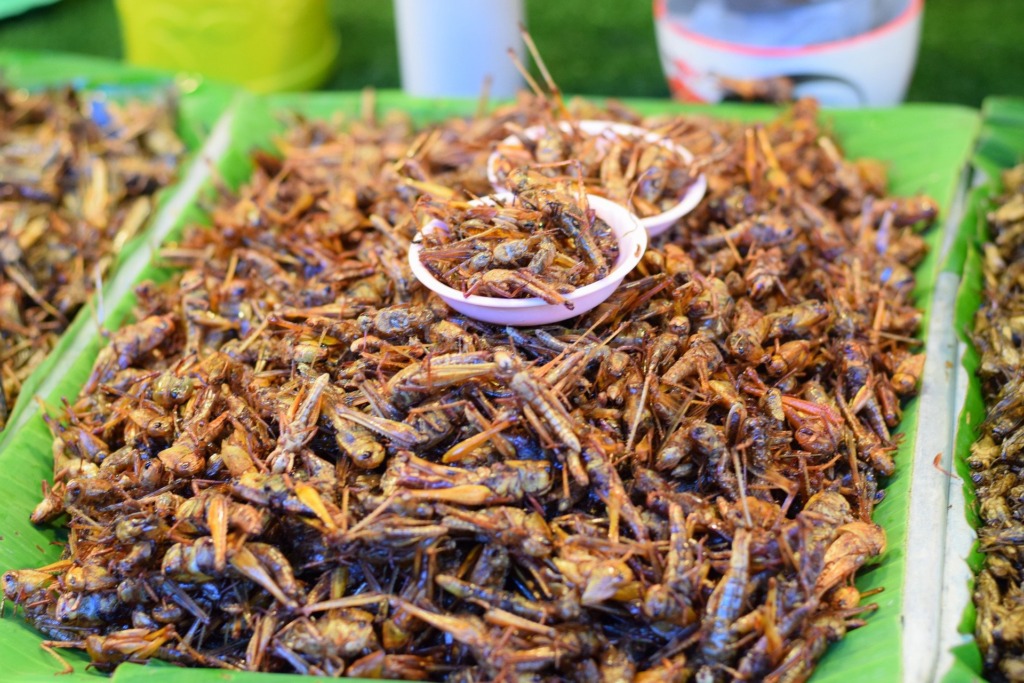 VIDEO I Kas teadsid? Putukate söömine võib ühel hetkel meid päästa toidukriisist