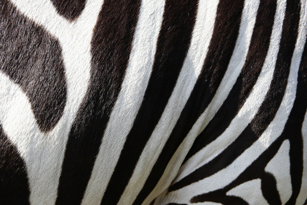 zebra.Pixabay