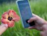 detail-hand-making-photo-with-mobile-phone-flower-that-holds-hand