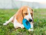 cute-beagle-portrait