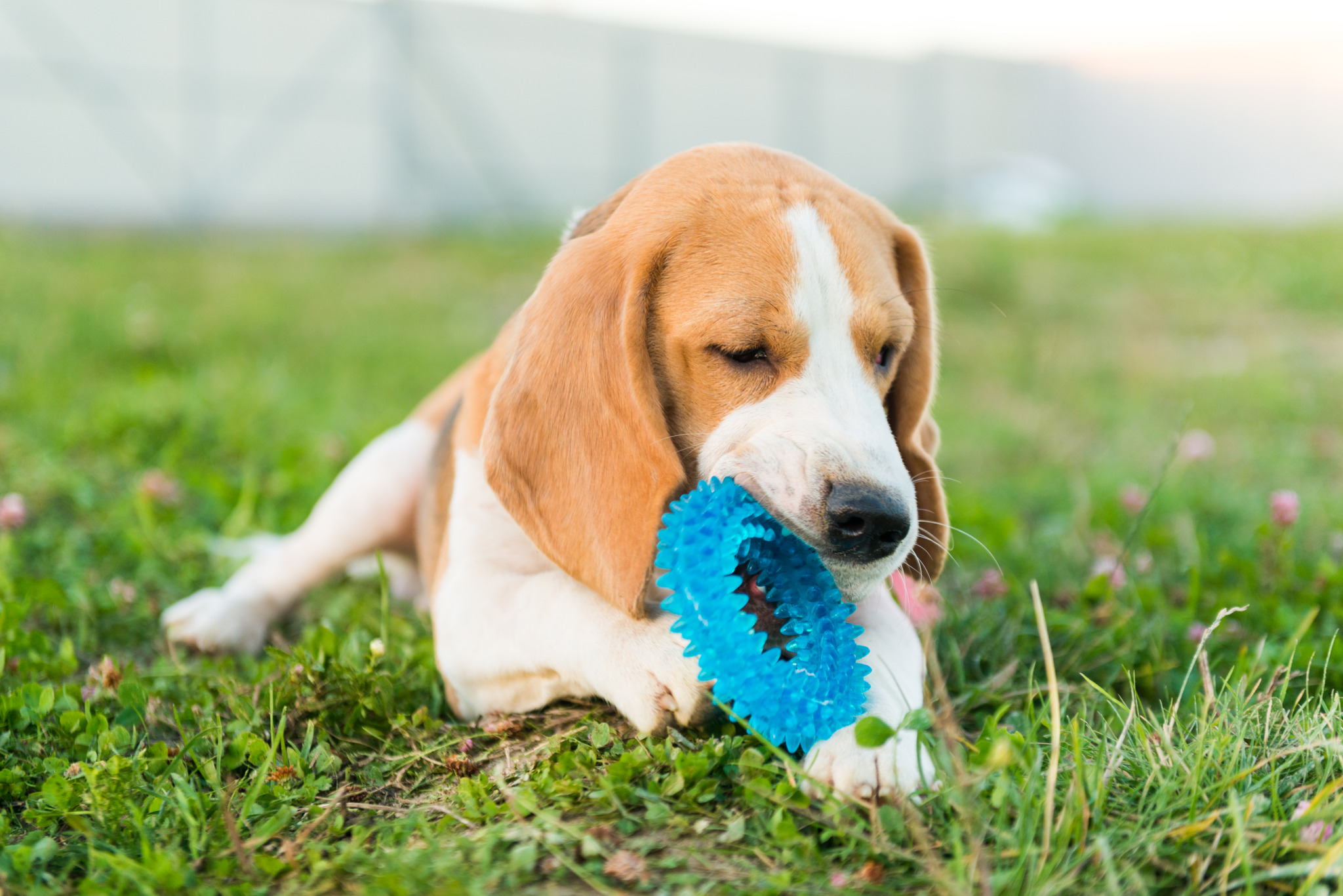 cute-beagle-portrait