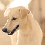 closeup-shot-white-dog-thome